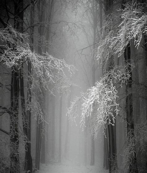 Hauntingly Beautiful A Magical And Haunting Walk Through The Woods