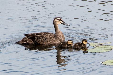 Pacific Black Duck With Duclings Stock Photo Image Of Offspring Duck