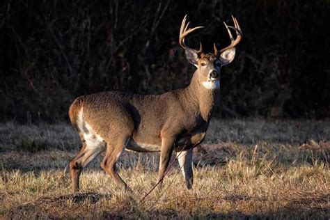 Shot Placement Tips For Hunting Whitetails HuntingOfficer