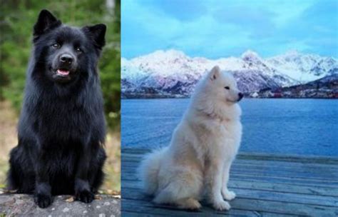 Swedish Lapphund Vs Samoyed Breed Comparison Mydogbreeds