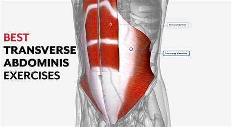 9 Best Transverse Abdominis Activation Exercises For Quick Back Pain