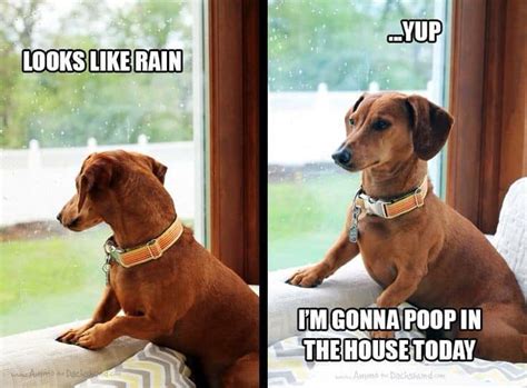 24 Dachshund Memes That Will Totally Make Your Day