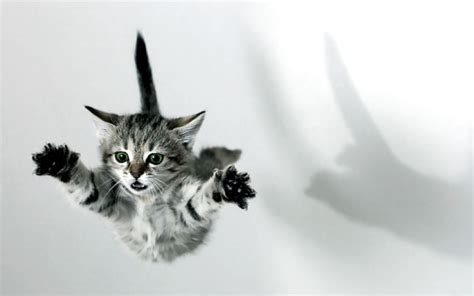 Cats Animals Jumping Kittens Wallpaper 2560x1600 14860 Wallpaperup