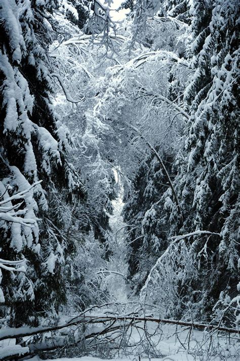 Mysterious Winter Wood By Lineageman Winter Landscape Winter Wood