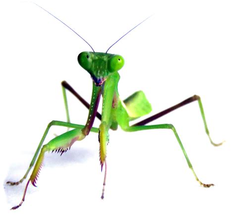Giant Rainforest Mantis The Animal Facts Appearance Habitat Diet