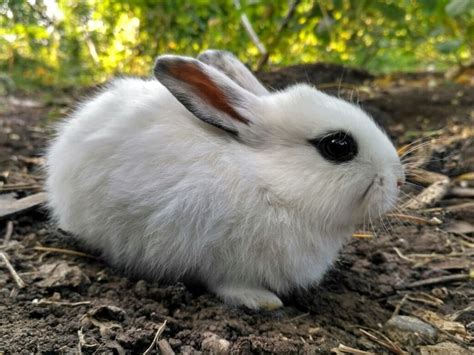 How Much Do Dwarf Hotot Rabbits Cost 2023 Price Guide