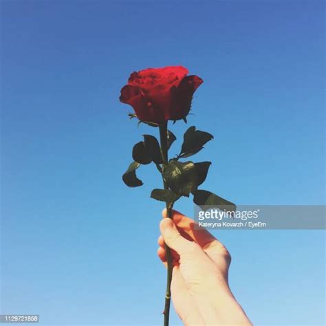 Hand Rose Photos And Premium High Res Pictures Getty Images