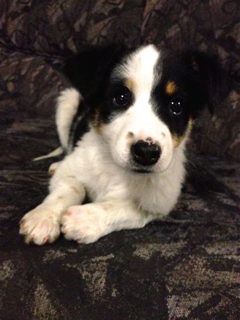 Meet Ellie An Adorable Border Collie Cross Kelpie Puppy