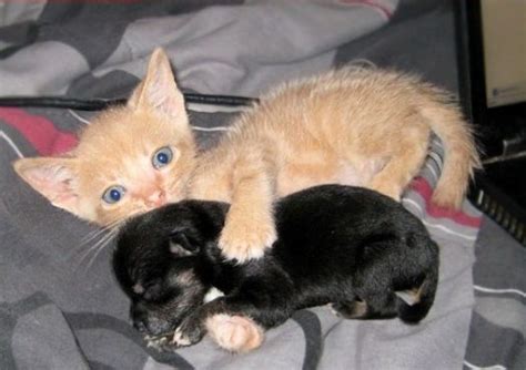 Kitten And Puppy Are Best Friends 5 Pics Amazing Creatures