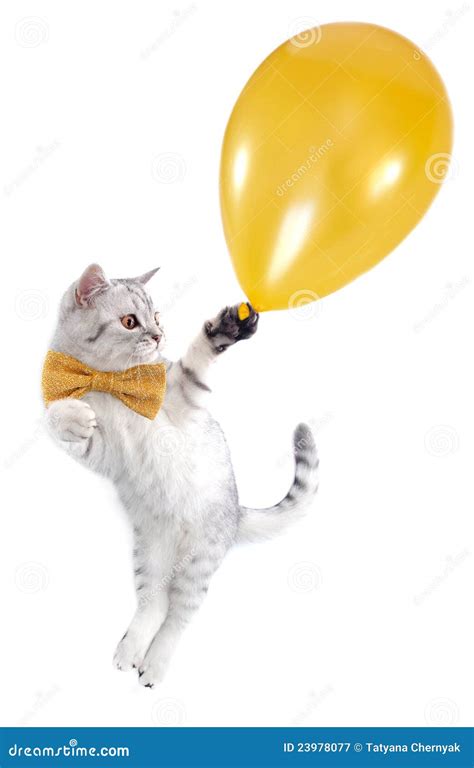 Cat Kitten Flying With A Golden Balloon Royalty Free Stock Photography