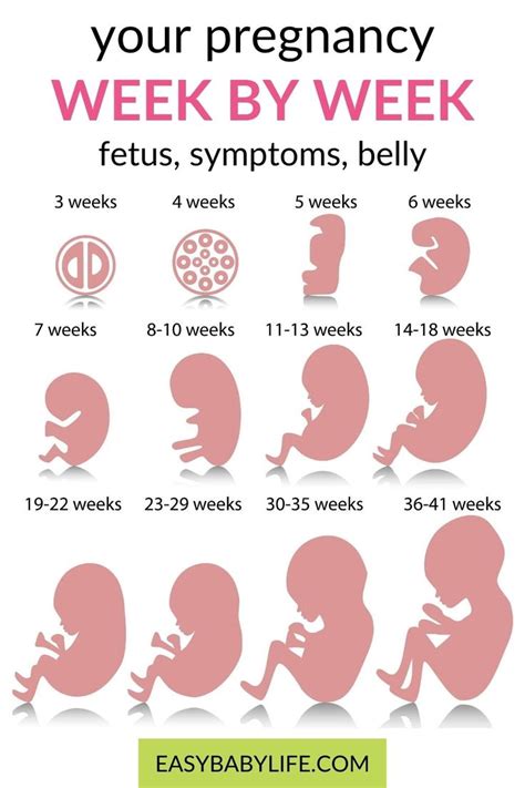 Wonderful Pregnancy Week By Week Info Fetal Development Pregnancy Symptoms Belly Checklists