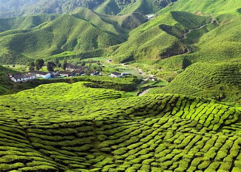Malaysia will return 450 tonnes of contaminated plastic waste to the countries that shipped it, in a refusal to become a dumping ground for the world's trash. Explore the Cameron Highlands, Malaysia | Audley Travel