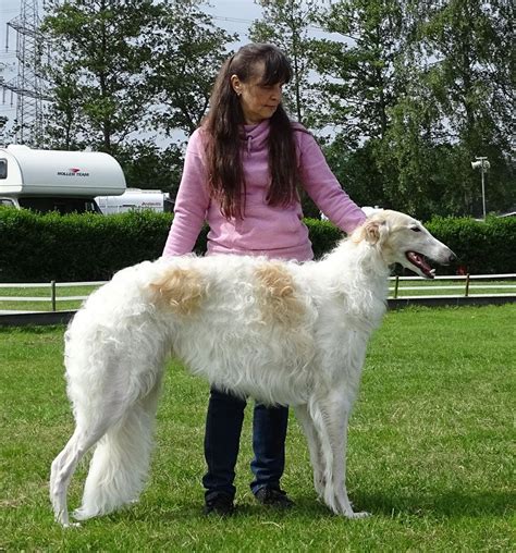 Most borzoi are almost silent, barking only very rarely. Borzoi - The Breed Archive