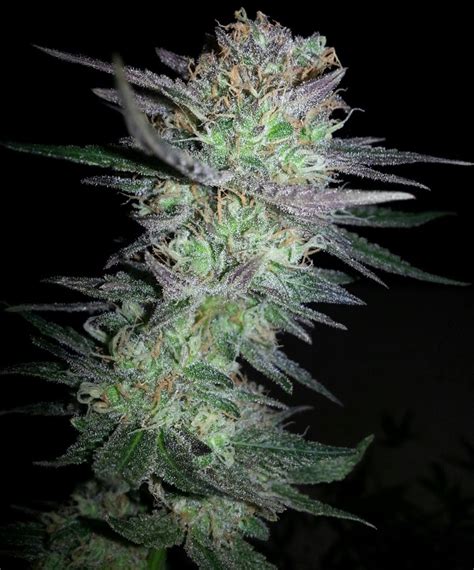 Girl Scout Cookies Cannabis Seeds Feminized