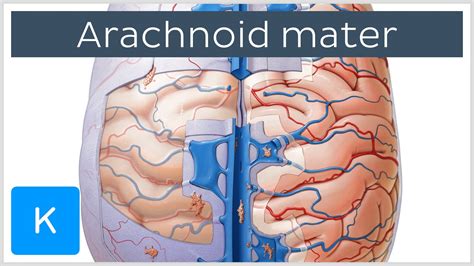 Arachnoid Mater Histology