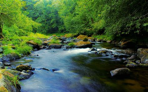 Mountain River In Oregon Usa Green Trees Grass Rocks Moss Clear Water