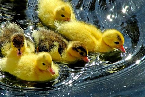 Cute Ducklings Funny And Cute Animals