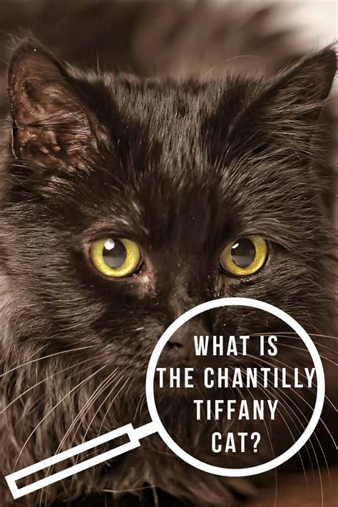 Check out this variety of hypoallergenic cat breeds including devon rex and siberian. Chantilly Cat - A Cautionary Cat Breed Tale