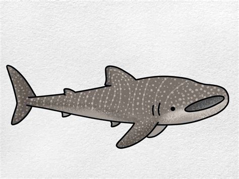 Whale Shark Drawing Helloartsy