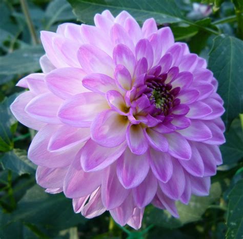 Light Lavender Dahlia Im Trying To Grow A Couple Of These On My Porch