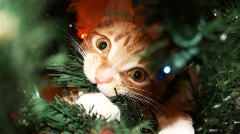 Celebrate Cute Cats Christmas With These Adorable Photos