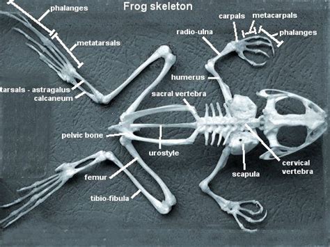 Skeletons Of Animals And Birds Animal Skeletons Animal Anatomy