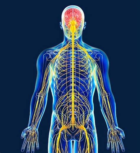 Buy Neuro Nerve Nourisher Online Alkaline Essentials Human Nervous