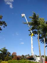 Images of Tree Service Falmouth Ma