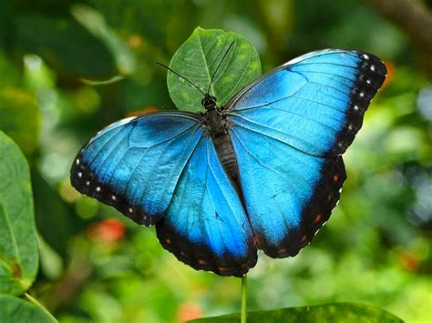 Entomology, image © kathryn whitney you guys have no idea how hard it is to take pictures of dang morpho butterflies. The magnificent Blue Morpho Butterfly | Diego Braghi