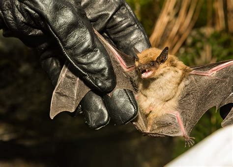 Residential Bat Removal Kansas City Advantage Termite And Pest Control