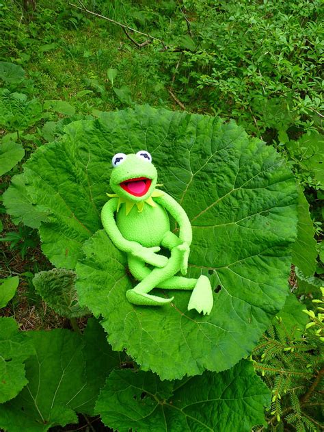 Ultra hd wallpapers 4k, 5k and 8k backgrounds for desktop and mobile. Kermit the Frog 1080P, 2K, 4K, 5K HD wallpapers free ...