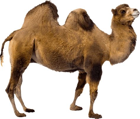 Free Camel Download Images Png Transparent Background Free Download