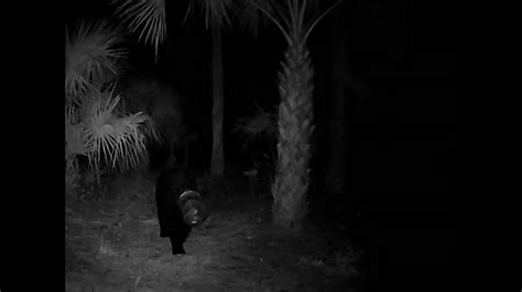 Florida Bear Had Plastic Container Stuck On Head For Nearly A Month Fwc Says Youtube