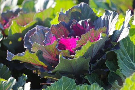 Premium Photo Closeup Of Ornamental Red Cabbage Kale Nagoya Red In