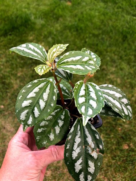 Pilea Cadierei Aluminum Plant 4 Inch Rooted Plant Live Etsy