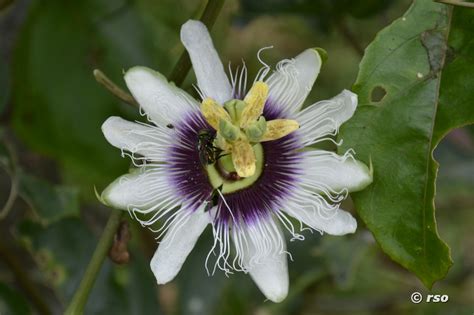 Passiflora edulis gilt unter den mehr als 500 arten als die meist verbreitete. Passionsblumen - Passiflora in Ecuador