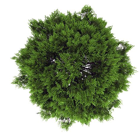 Épinglé par 行志 高 sur PS | Arbres photoshop, Dessin jardin, Photoshop