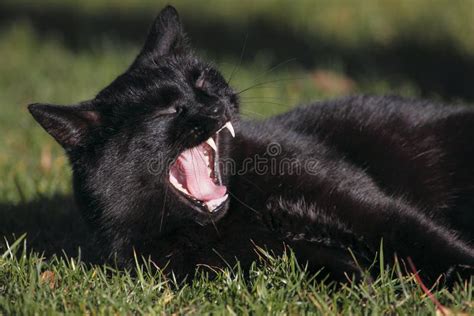 Yawning Black Cat Stock Photo Image Of Mammal Mouth 11943422