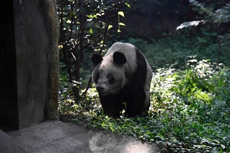 Panda Xinxing Celebrates Her 35th Birthday At Chongqing Zoo Cgtn