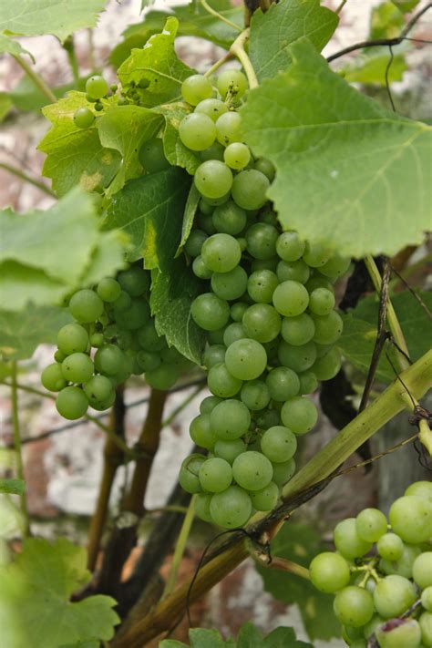 Showy late spring flowers are followed by large, showy silver bracts that cover the plant all summer long. Free Images : nature, grape, wine, fruit, flower, ripe ...