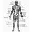 Blank Muscle Diagram To Label Awesome Black And White Muscular System 