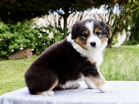 Australian Shepherd Puppies For Sale Sisters Or 276538