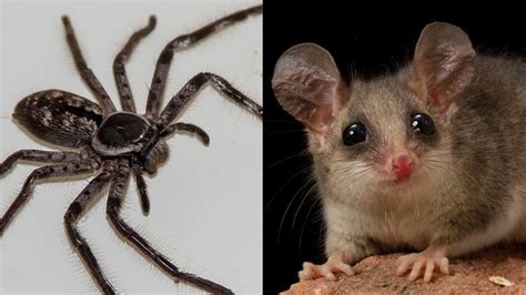 Nightmare Fuel Giant Spider Pictured Eating Possum In Tasmania Photo