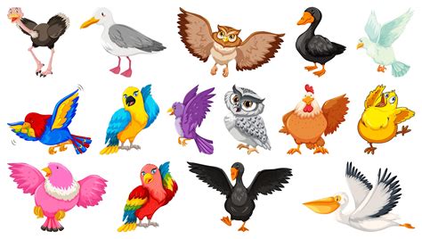 Conjunto De Diferentes Aves Estilo De Dibujos Animados Aislado 1361080