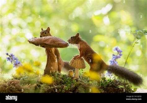 Red Squirrels Are Standing With Mushrooms And Flowers Stock Photo Alamy