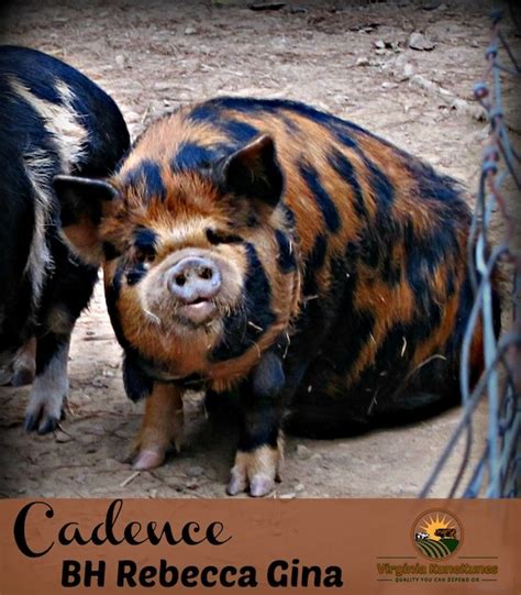 Kunekune Pigs A Hardy Homestead Breed Countryside