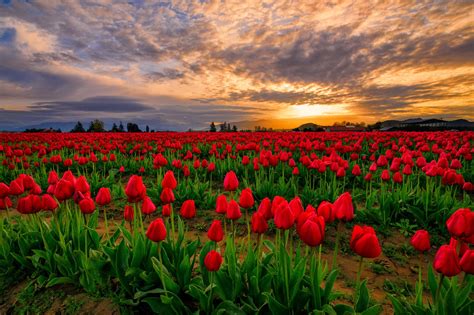 Red Tulip Field At Sunset
