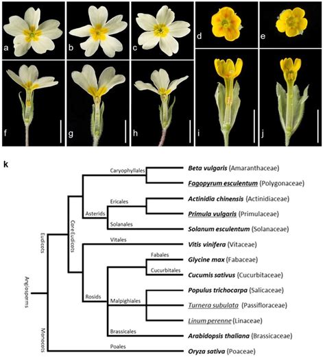 Primula Floral Phenotypes And Angiosperm Phylogeny Floral Phenotypes