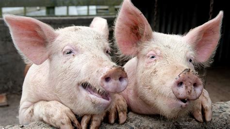 Som De Porco Animais Da Fazenda Pig Sound Curiosidades Youtube