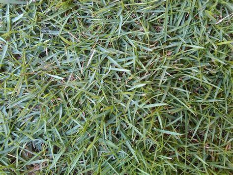 Rumput Grinting Biji Rumput Bermuda Lapangan Sepakbola Zoysia Grass